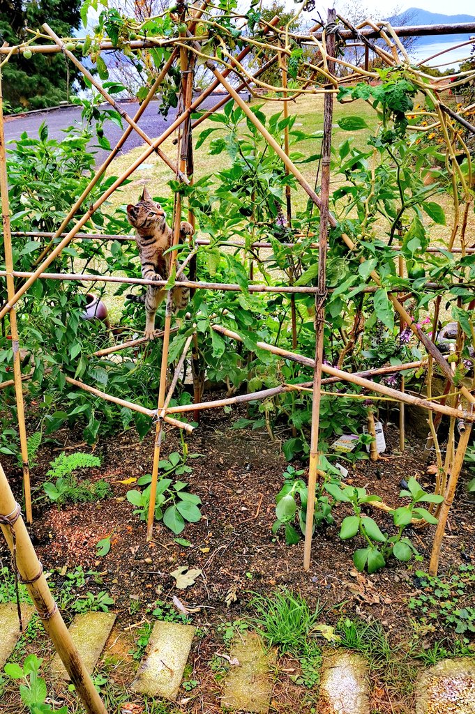 vibromama's tweet photo. Our acrobatic kitten is exploring our bean trellis๐ป #gardencreatures #MakishimaFuzakenosuke #tinygarden #inakaliving https://t.co/GCE3P0F6K5