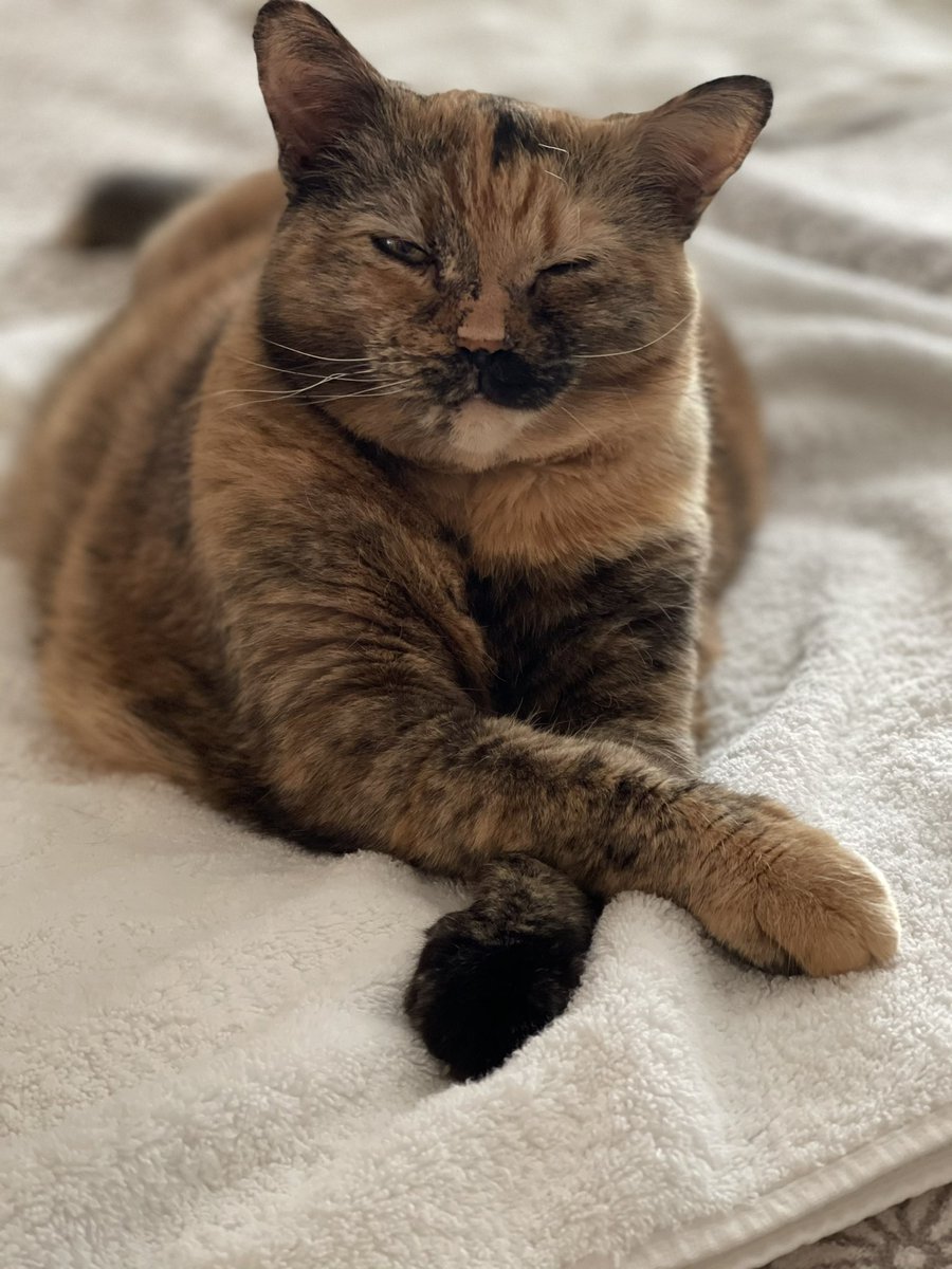 felixtwo's tweet photo. @LuxManning Lily https://t.co/LYdT5t0LSB