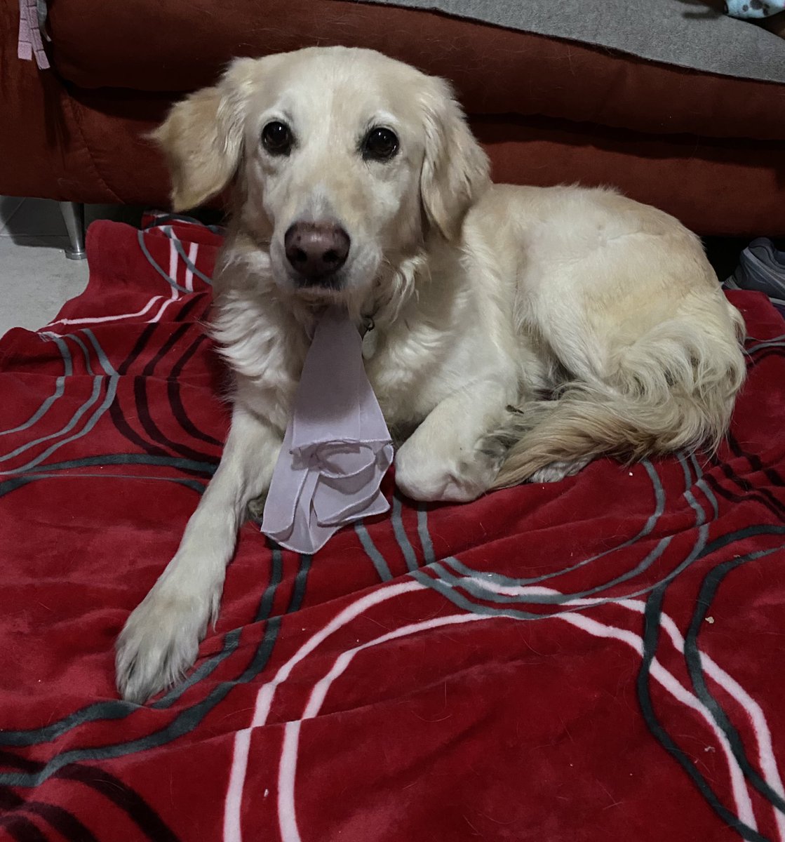 Rt please: Banda de la zona centro cdmx me encontré esta perrita por 20 de noviembre y uruguay,  casi la atropellaban, se ve es de casa y no sabe andar en la calle. (La pashmina rosa no la traía pero pos fue collar de emergencia) si saben de sus dueños avisen