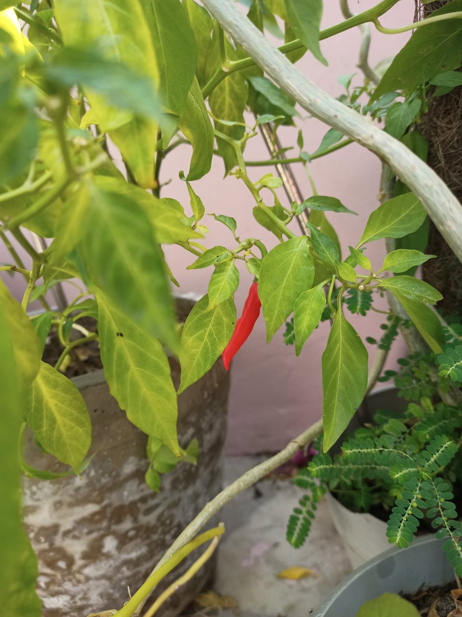 Home grown red chillies🌶️🌶️🌶️🌶️

#nature #NaturePhotography #redchilly #Flowers #plants #homegrown