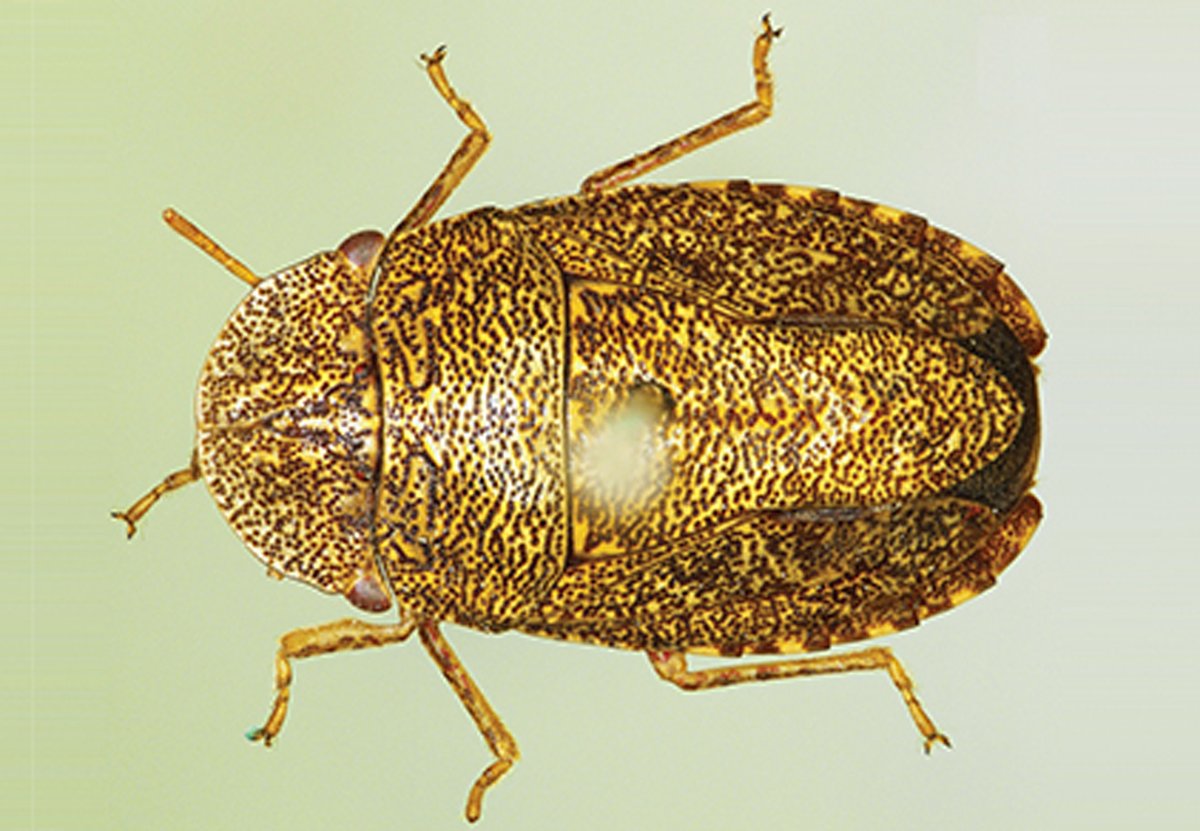 megataxa's tweet photo. Revision of #Ischnopelta Stål, 1868 with the description of twenty new species (#Hemiptera: #Pentatomidae: #Discocephalinae)
https://t.co/qALgUM7AtW https://t.co/NGaWGbzatg