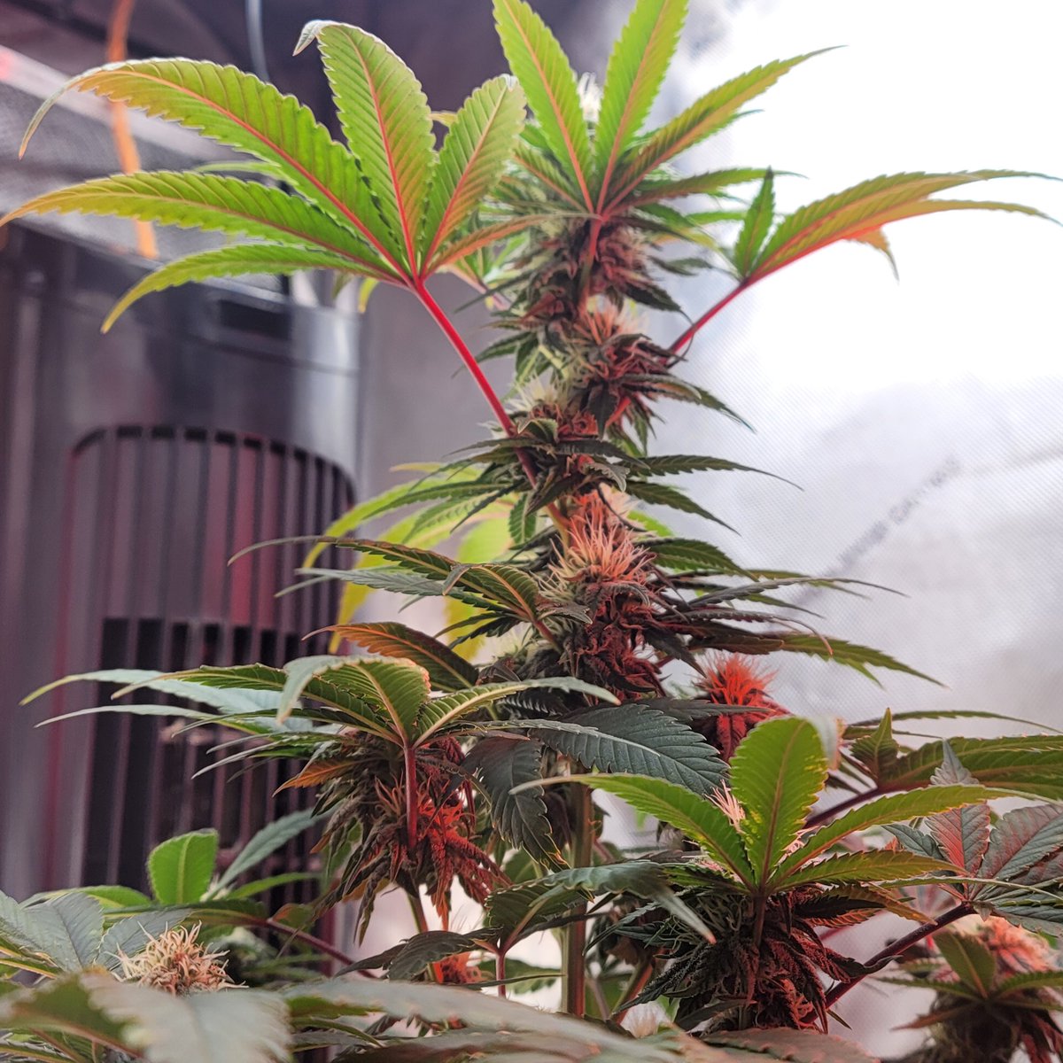 GlazingGrower💚💚💨💨 tweet media