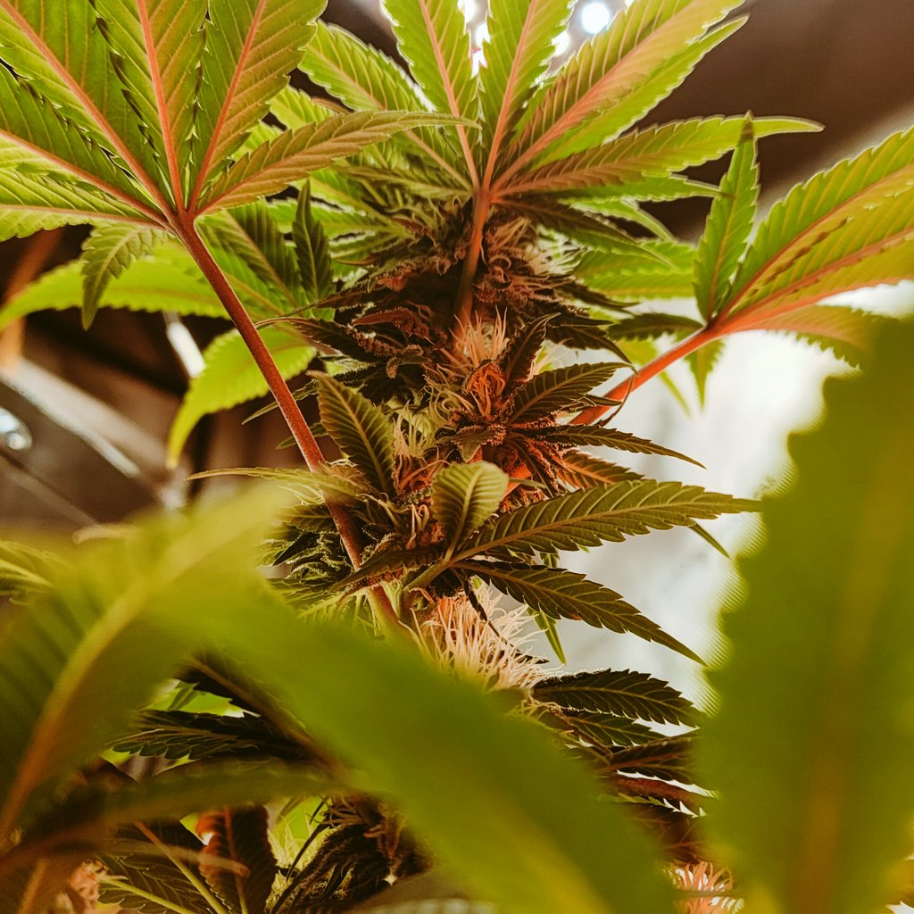 GlazingGrower💚💚💨💨 tweet media