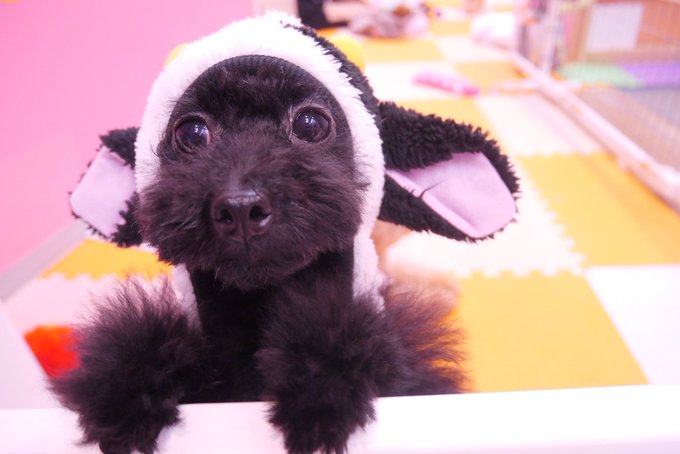 羊のショーンのtwitterイラスト検索結果