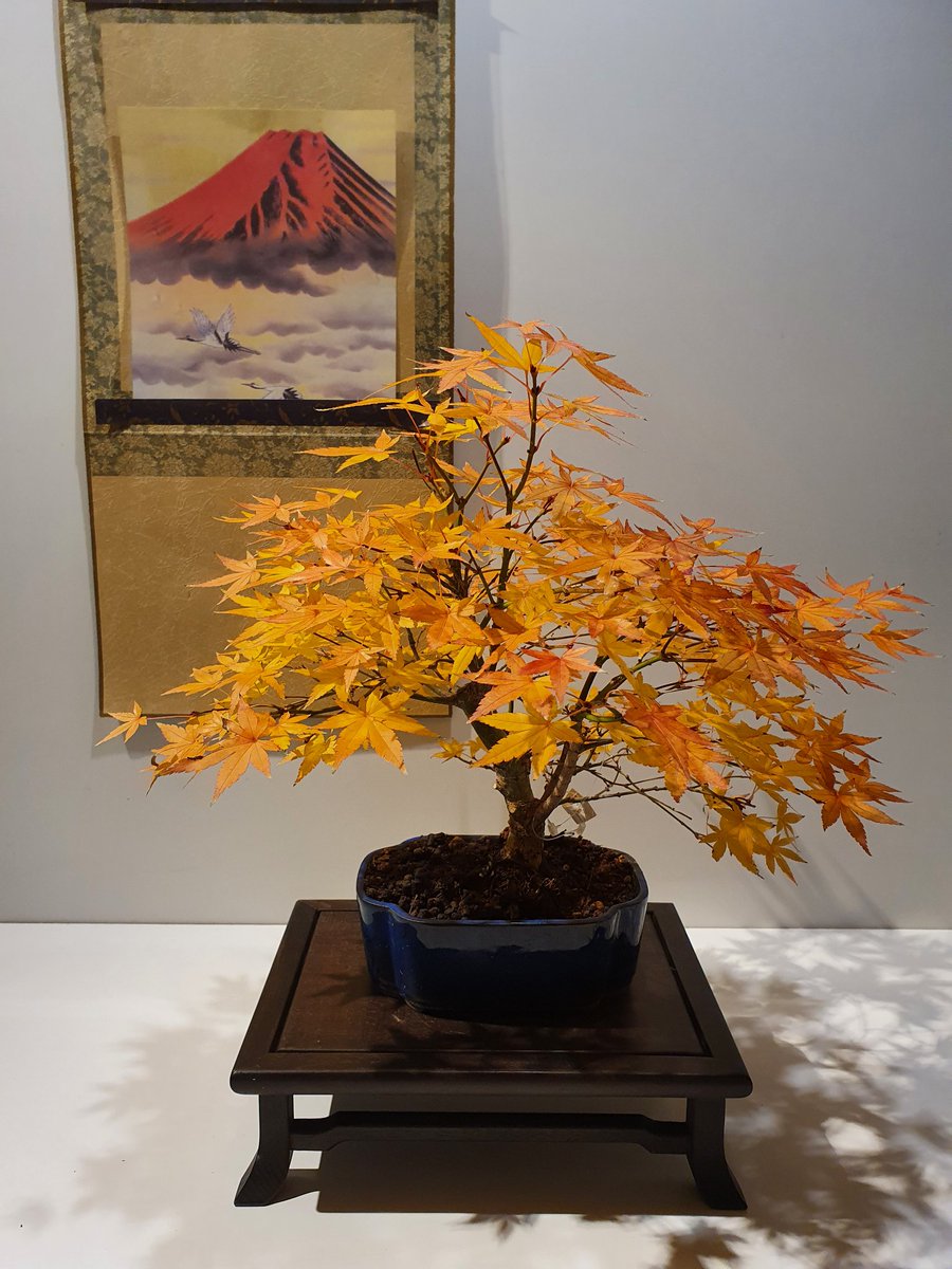 bonsaikido's tweet photo. #Arce #palmatum #yamamomiji a la venta. 
De martes a viernes,⏳abierto de 18 a 21h.
Paseo de la Castellana, 100, bajo izda.
BONSAIKIDO, tu tienda y escuela de #bonsai
en Madrid. https://t.co/BoVmVy2717 https://t.co/kBoGFqn4Gv