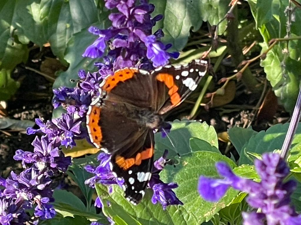 bordehillgarden's tweet photo. Salvia ‘Mystic Spires Blue’ is still managing to put on a wonderful show of colour @bordehillgarden and is proving to be a definite hit with the wildlife #salvias #plantsforcolour #lastingcolour #Butterflies #autumncolours https://t.co/p4CyAtWYZr