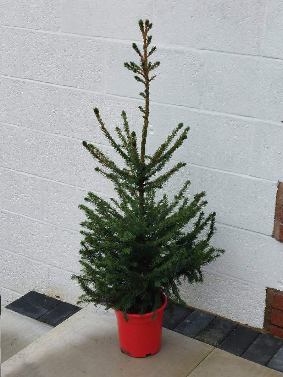 Branchflorist's tweet photo. Our trees have arrived 😍
£25 Available now to order on the website 👇
https://t.co/qJqsSIamZc
#christmastree #christmasiscoming #thingsjustgotreal #Happythursday https://t.co/IIeDCFhTTx