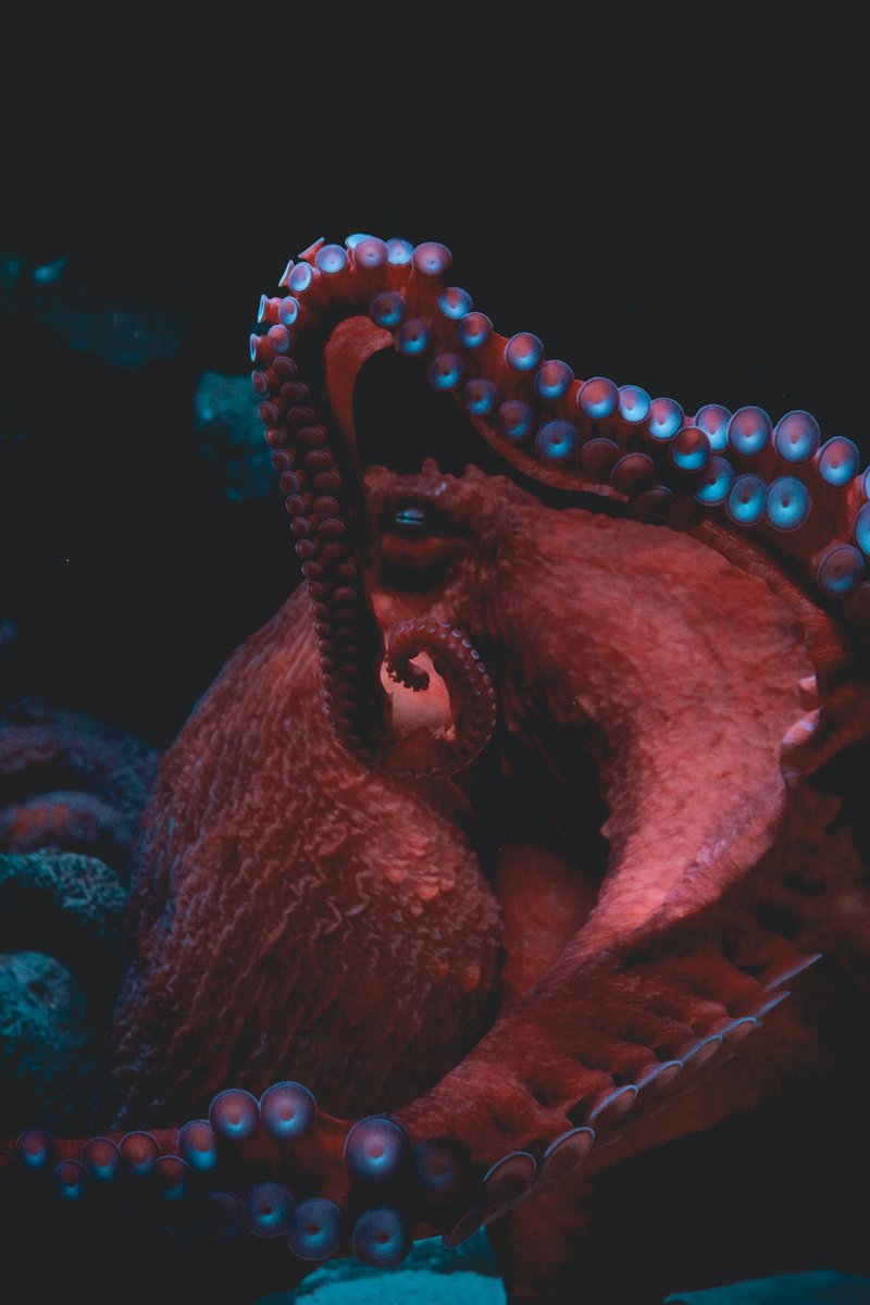 FishingTheSpot's tweet photo. A Quiberon, la pêche au poulpe explose ! 🐙

#octopus #Morbihan #Bretagne #animals #pecher #novembre #fall #oceans #fishing https://t.co/pI9vT0dNqJ