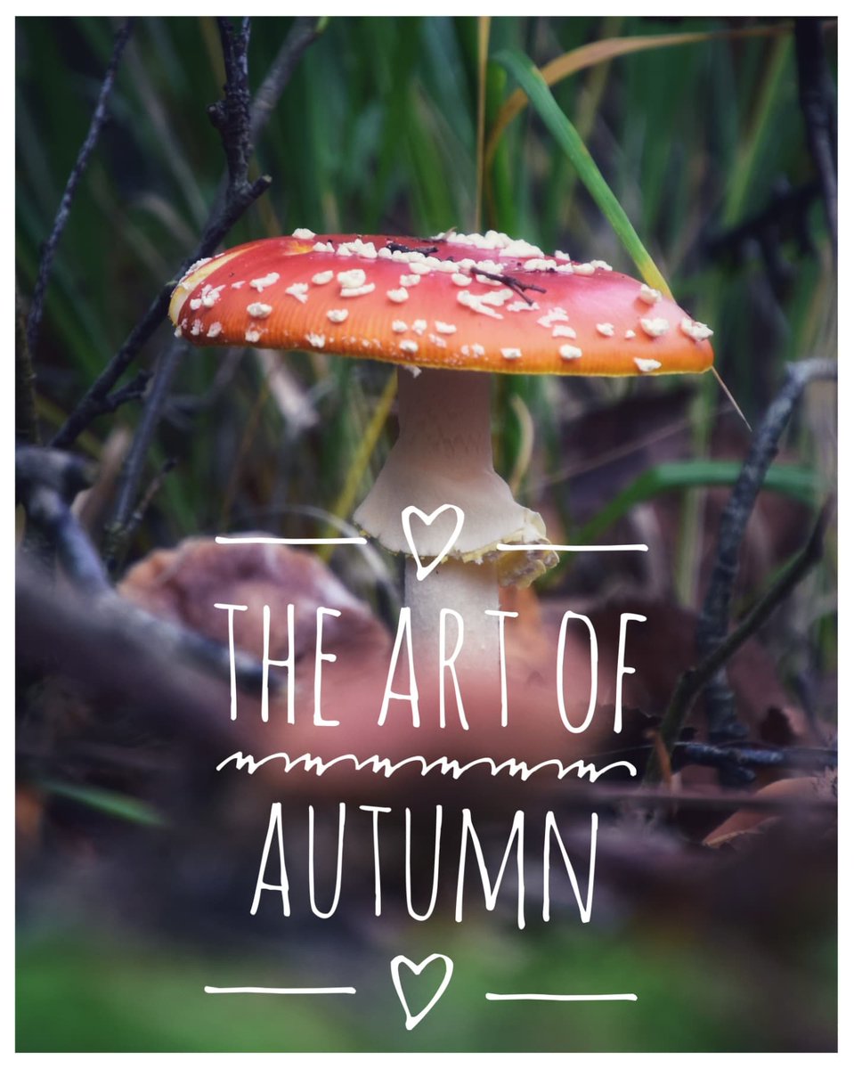 Kunst voor wie het wil zien! En geen QR nodig. 🍄❤️