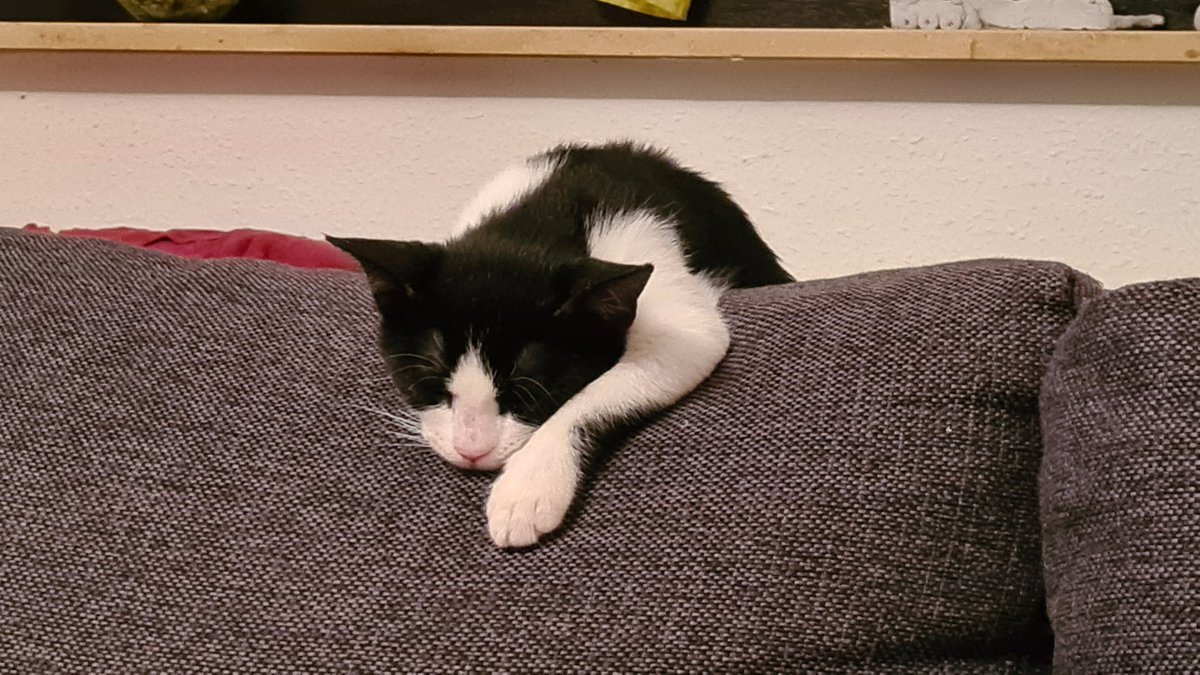 CoCAineLP's tweet photo. Ich hätte niemals gedacht dass ich mal Katzen besitzen werde... aber es ist sehr schön... https://t.co/emtyyPF17N
