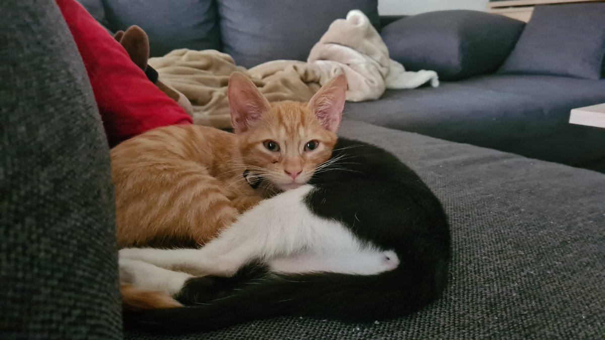 Ich hätte niemals gedacht dass ich mal Katzen besitzen werde... aber es ist sehr schön...