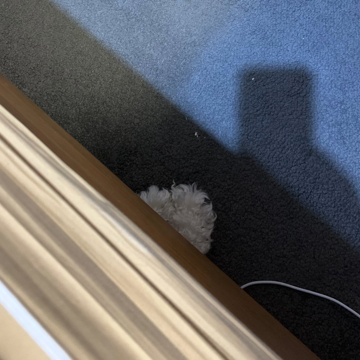 mimbles's tweet photo. Every evening. She lurks there waiting for the cats’ bedtime treats time and then tried to crash the party. #themonsterundermybed #cuddlebugkiri https://t.co/54hy6KVLiC