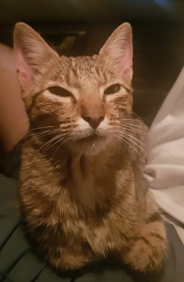 gatinhoHiro's tweet photo. Não gosto de ter irmãos humanos nem irmão pets, por favor adotem logo essa coisinha fofa e linda antes que se apaixonem #Help #Mesalva
#minhamaeéONGdeGato https://t.co/9Ot4aC0oeZ