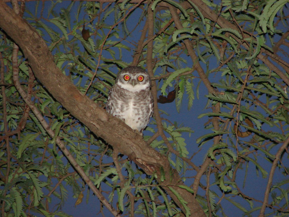 vanarambh's tweet photo. #Spotted #Owlet with natural #night #vision gear! 

https://t.co/oVjPI3HtpP

#nature #scenic #landscape #forest #trekking #trek #walk #hiking #earth #love #wild #wildlife #wildlifephotography #naturephotography https://t.co/0F1bvCmcv4