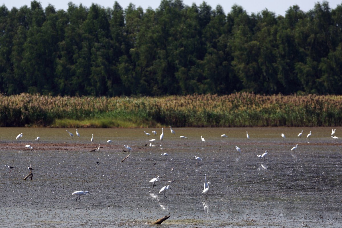 CulturalLingnan's tweet photo. 🐦Every year from November to February, #Guangzhou’s Nansha Wetland welcomes migratory birds to spend the winter. Flocks of birds sometimes go fishing in the water, sometimes they chase and play with each other, becoming a beautiful picture in early winter✨✨. https://t.co/lGlzTyCaXb