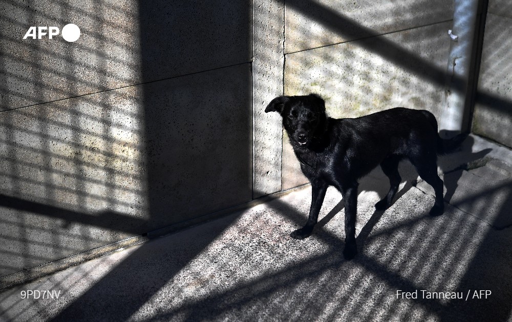 afpfr's tweet photo. Le Parlement doit adopter définitivement aujourd'hui une proposition de loi contre la maltraitance animale, avec notamment l'interdiction progressive des animaux sauvages dans les cirques et delphinariums et des peines durcies pour sévices ou abandon #AFP https://t.co/U8XbxTcJiR
