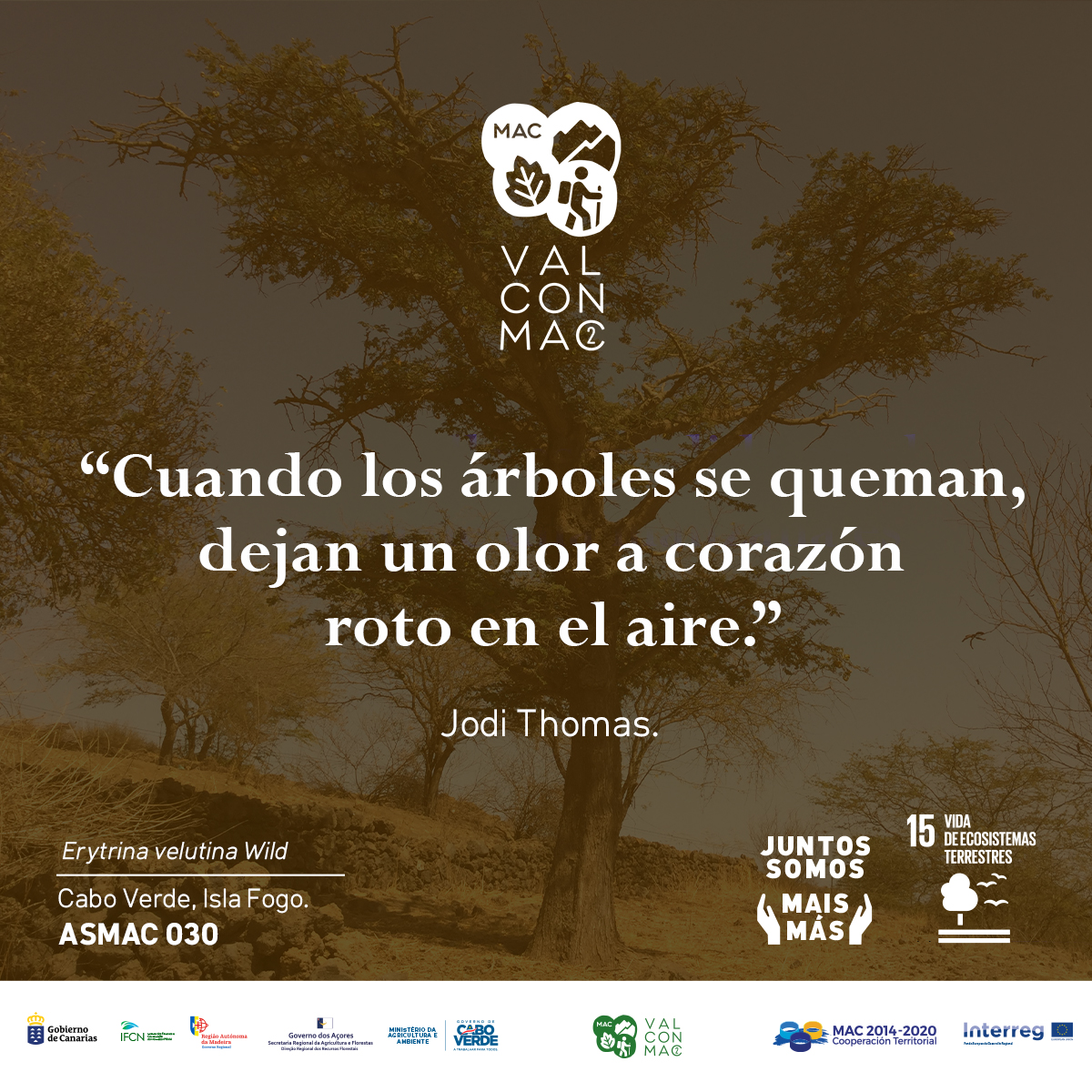 valconmac2's tweet photo. 🌳💚📜
#valconmac2 #juntossomosmais #poemas #frasescelebres #jodithomas https://t.co/hxoox1yKWF