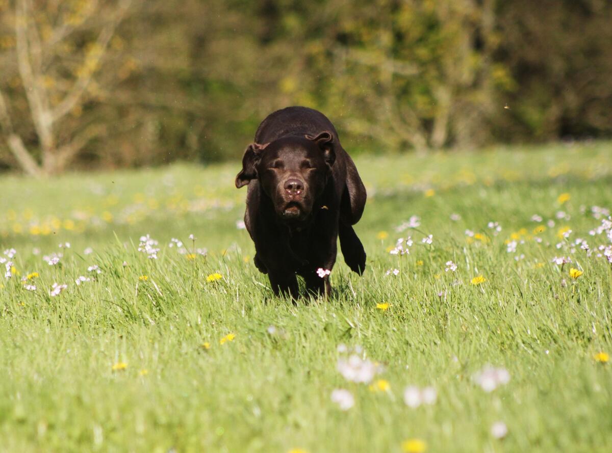 WeAcceptPets's tweet photo. Your dog 🐶 will love a stay at Mill Park Caravan & Campsite. They have dedicated 3 acres for them to exercise. The site also has a great selection of facilities for all to enjoy.
https://t.co/SglvSw0YmS
#Berrynarbor #Ilfracombe #Devon #Camping #Glamping #DogFriendly #Seaside https://t.co/jAQVUoIX3s