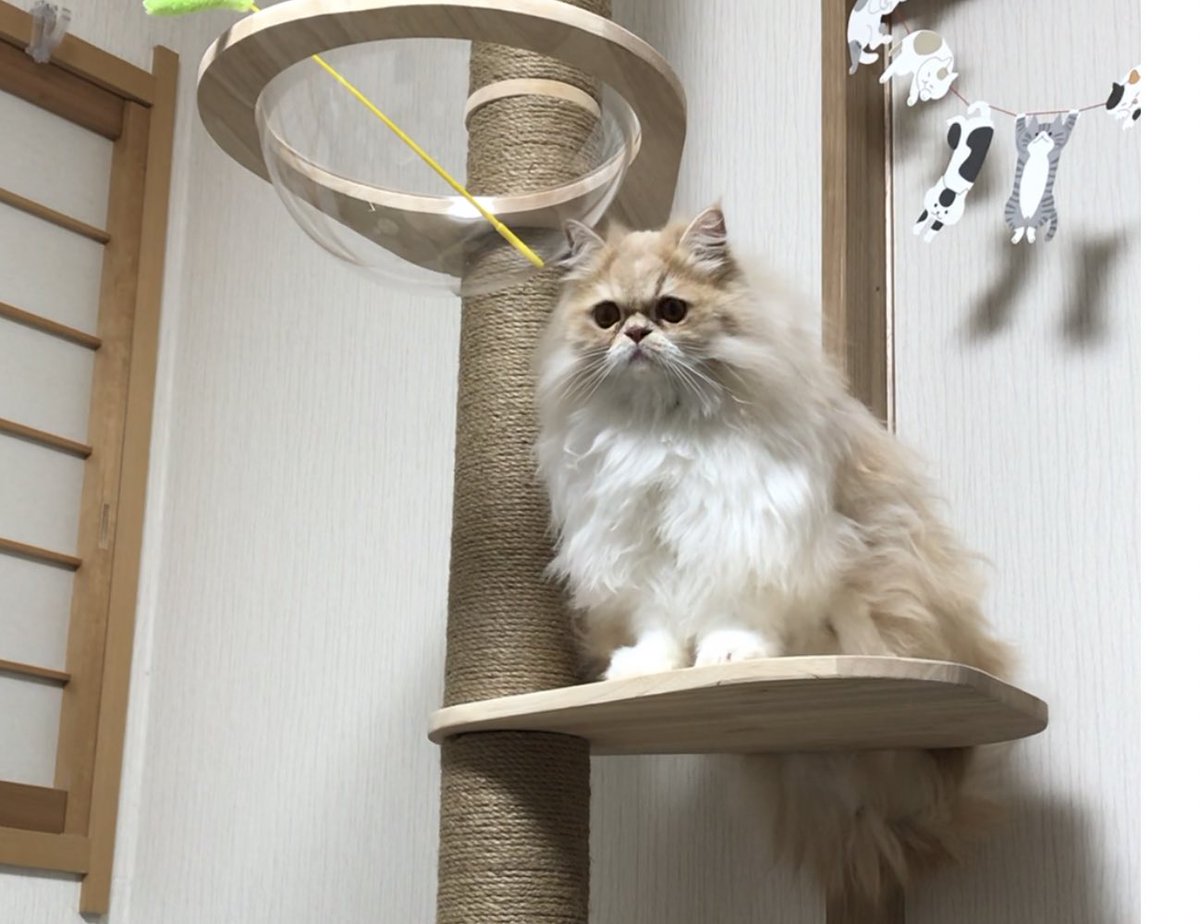 Coolerbox1Cat's tweet photo. 猫を抱き上げてキャットタワーに乗せたら……ビビって逃げた。
#ねこ #猫 #猫写真 #猫好きさんと繋がりたい #クーラーボックス猫 #キャットタワー #CRAZYCREE https://t.co/1fKkrPtOnU