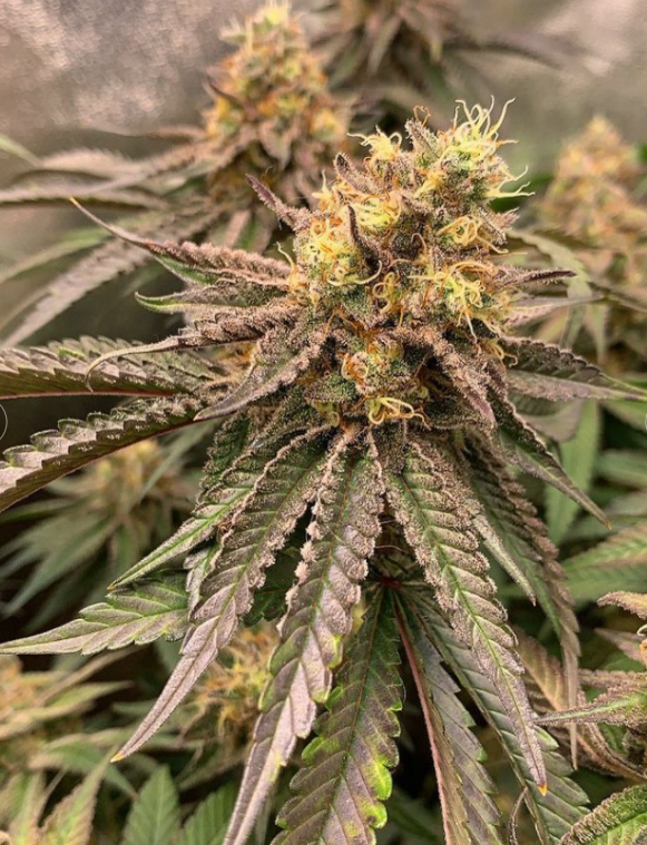 ViparSpectraLED's tweet photo. Mimozz ๐๐ (51 days) Grown under #viparspectraled ๐ก๐ผ
Coupon code for XS&P series: VIPARFB
(https://t.co/vJzhwNMwzo) https://t.co/rBpPFBT1zN