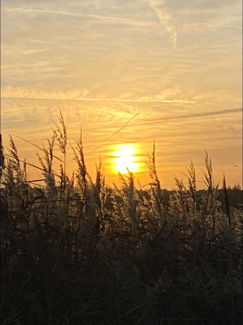 <a href="/sspcampaign/">Save Swanscombe Peninsula SSSI</a> The beauty of walking home at golden hour ☀️ watching the sun go down across this beautiful place 😊Swanscombe Marshes Kent 🌅 #sun #marshland #landscapes #magical #nature <a href="/RSPBEngland/">RSPB England</a> <a href="/KentWildlife/">Kent Wildlife Trust</a> <a href="/KentScenes/">Scenes from Kent</a> @kentwalkslondon 💚