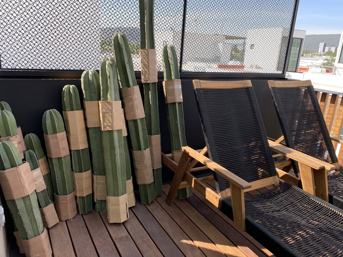 gdl_sr's tweet photo. Ayer nuestros #Cactus llegaron a una bella terraza en las alturas de #Guadalajara 👌 https://t.co/cIAdbqt2wD