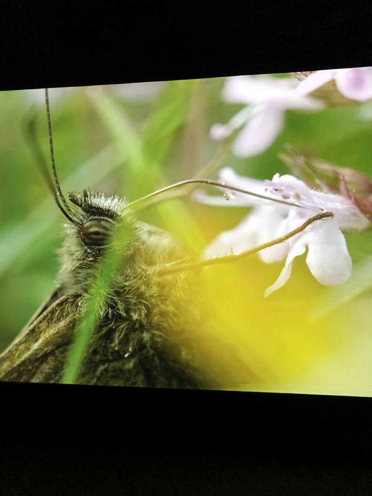 pilsparis's tweet photo. On peut parler de l'Odyssée Sensorielle au Musée d'Histoire Naturelle ?? Sans aucun doute une de nos expos préférées !! 😍 @Le_Museum @Sensory_Odyssey vous nous avez bluffé bravo 👏🏻  #expoparis #Odysseesensorielle #MHN https://t.co/h5KO3yz3j8
