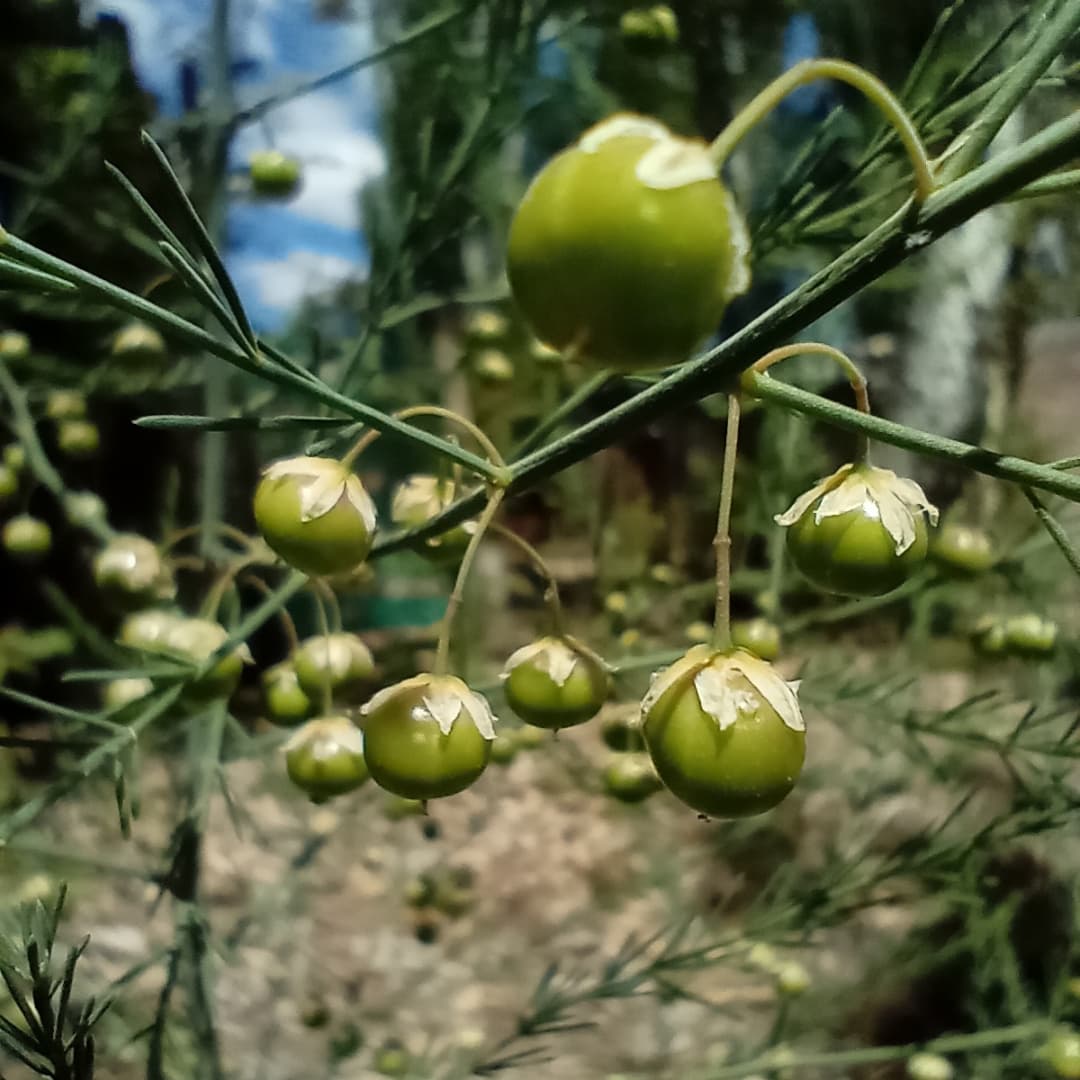 WillkakutiSR's tweet image. #Willkakuti comparte algunas imágenes de las plantas 🌿 y flores 🌼 de los canteros de aromáticas en el espacio que nos comparte Tu Municipio - Coordinación Integral de la Persona con Discapacidad .
#programadeautonomiaalimentaria
#plandeemergenciaalimentaria
#tumunicipio