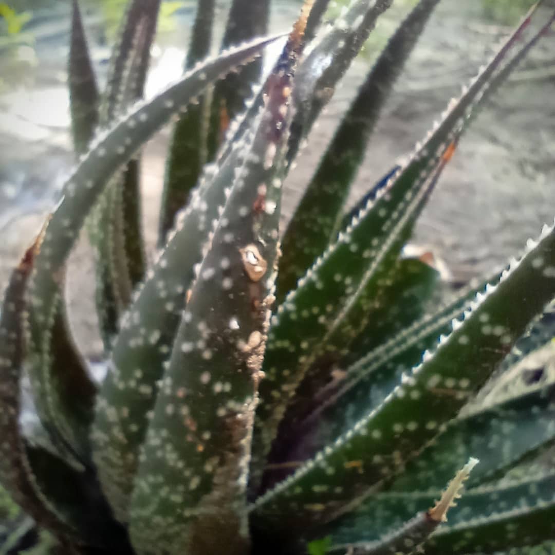 WillkakutiSR's tweet image. #Willkakuti comparte algunas imágenes de las plantas 🌿 y flores 🌼 de los canteros de aromáticas en el espacio que nos comparte Tu Municipio - Coordinación Integral de la Persona con Discapacidad .
#programadeautonomiaalimentaria
#plandeemergenciaalimentaria
#tumunicipio