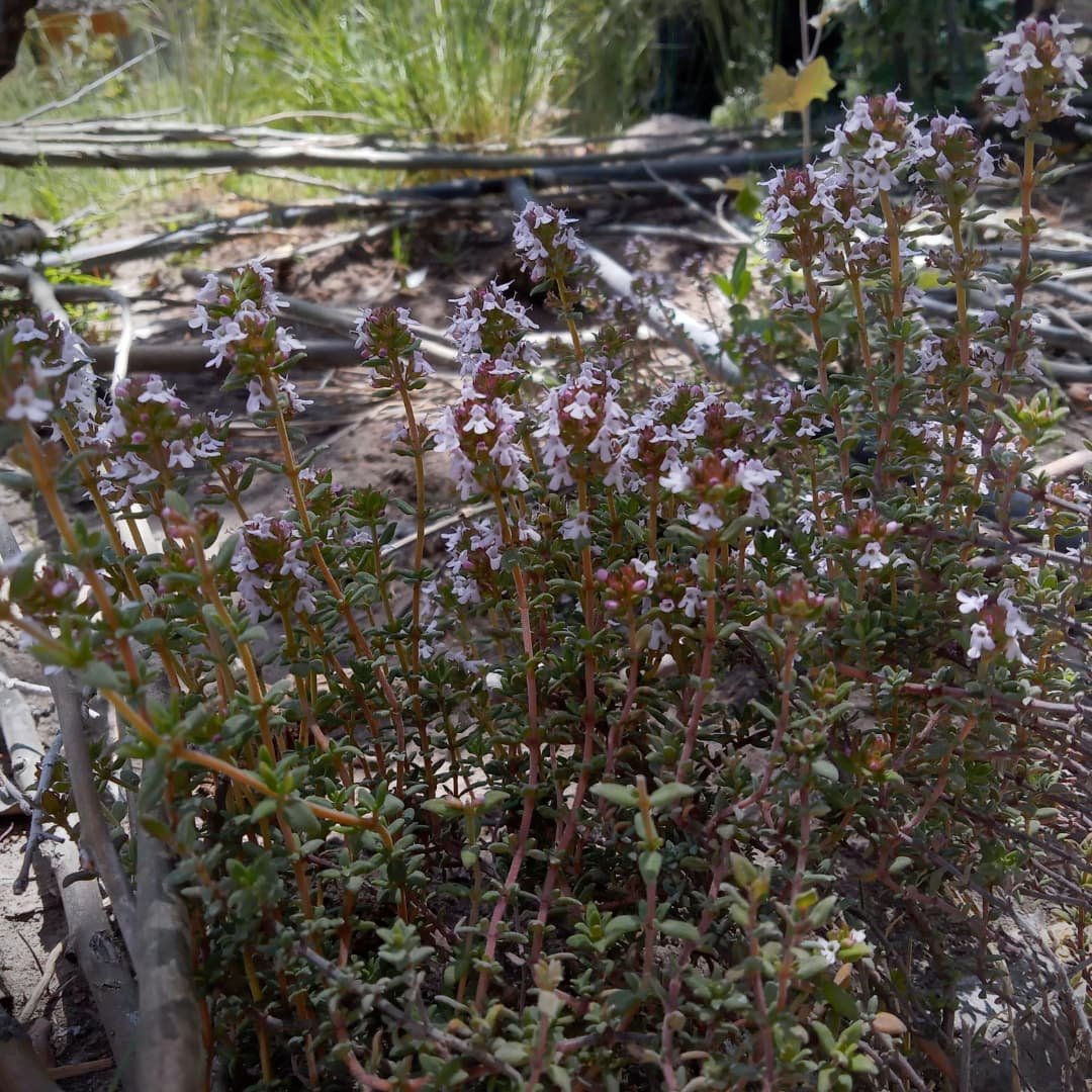 WillkakutiSR's tweet image. #Willkakuti comparte algunas imágenes de las plantas 🌿 y flores 🌼 de los canteros de aromáticas en el espacio que nos comparte Tu Municipio - Coordinación Integral de la Persona con Discapacidad .
#programadeautonomiaalimentaria
#plandeemergenciaalimentaria
#tumunicipio