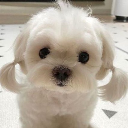 Lookom_HIHS's tweet photo. มัดแกละแล้วเหมือนแฝดกันอ้ะป่าว 🐾 https://t.co/Y5kj0bfC5y