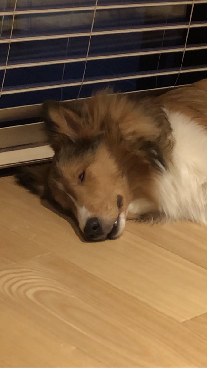 tsukune_oneone's tweet photo. 白目おひるね選手権🐶 #シェルティ #子犬 https://t.co/pWtL6geOle
