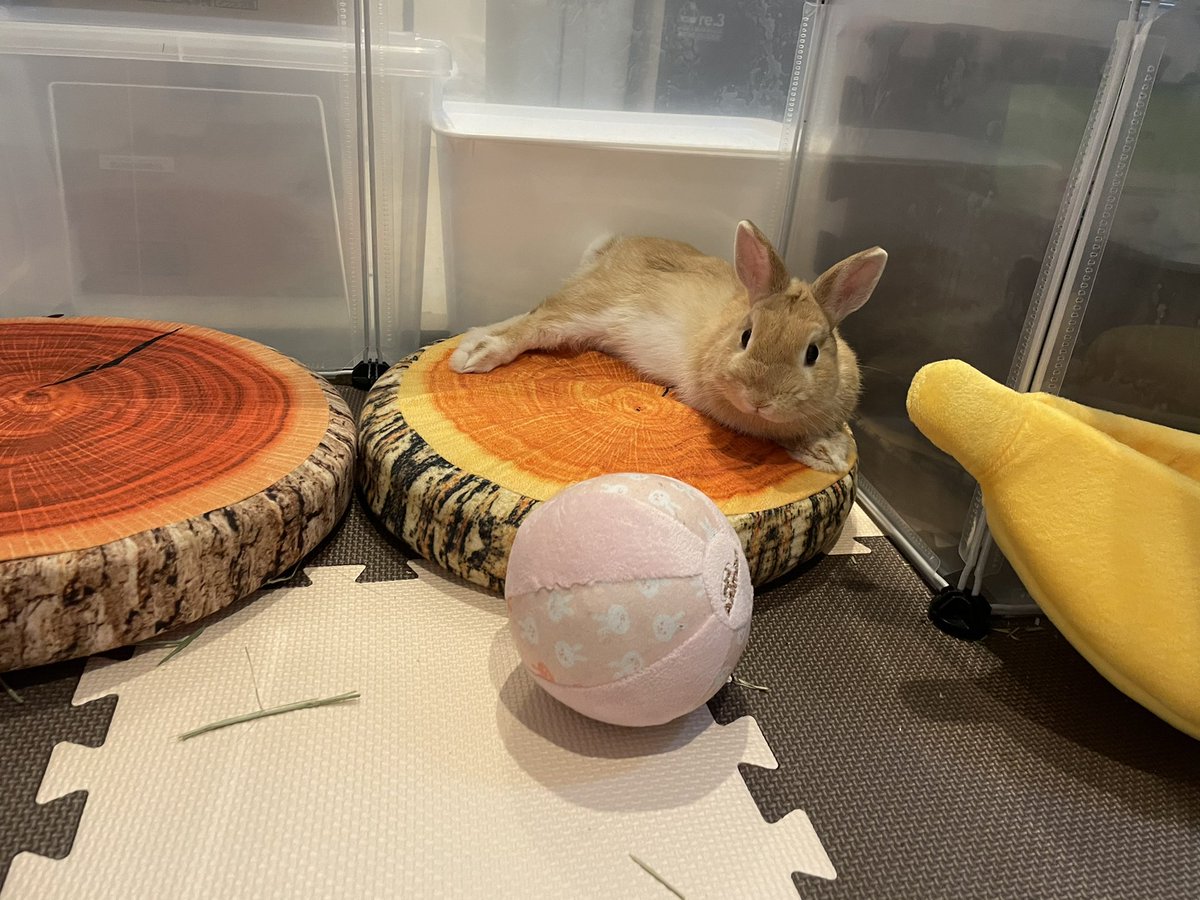 rabbit_mugizo's tweet photo. 切り株の居心地はどうですか？🐰

#うさぎ #ウサギ #ネザーランドドワーフ 
#うさぎのいる暮らし #うさぎのいる生活 
#うさぎ好きさんと繋がりたい #うさぎのしっぽ 
#rabbit #rabbitlife #rabbitstagram 
#bunny #bunnygram https://t.co/o59TamtDSC