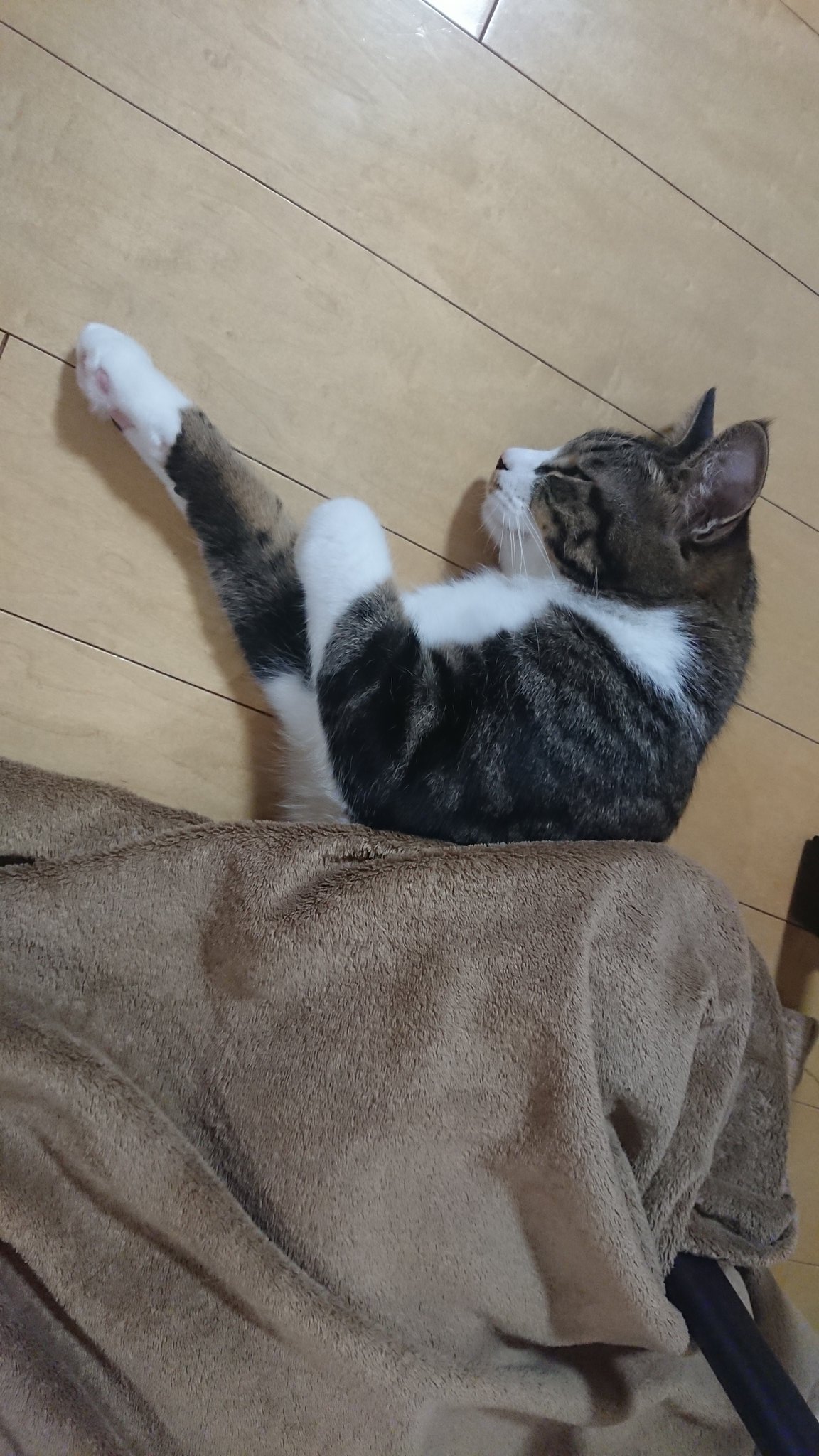 うにぽんのおうち 床で寝てるから毛布かけてあげた 猫好きさんと繋がりたい 猫のいる暮らし 猫のいる幸せ 保護猫 ねこ 床暖房 T Co Zkqzl9gkc7 Twitter