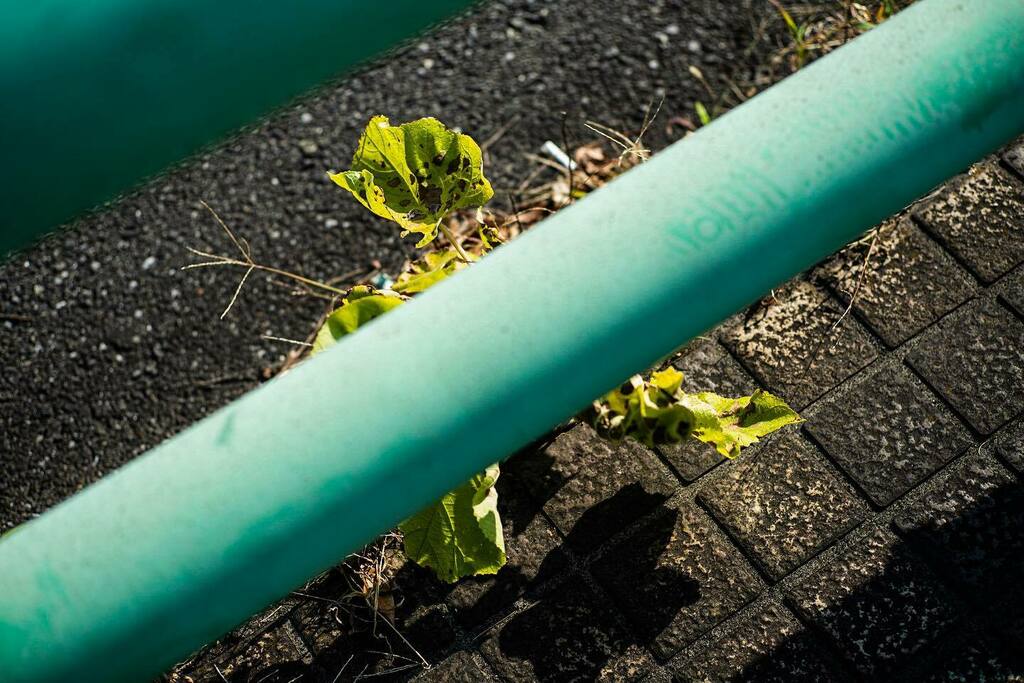 F_take_3's tweet photo. 2021.11.18. snap shot.
#leica #leicamp240 #leicaphotography #oldlens #summicron50mm #snapshot #streetsnap #snapshoot #tokyostreet #streetmoment #streetphotocolor #streetshot #streetphotocollective #streetphotographer #streetclassics #colorphotography #photooftheday #photod… https://t.co/KPWdhZhE7c