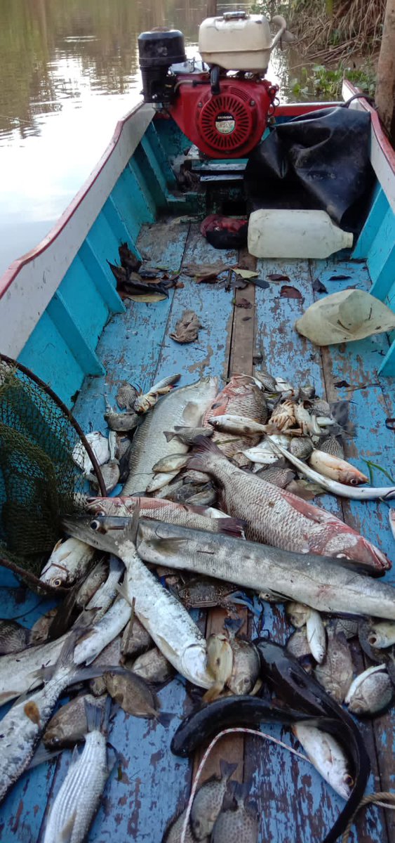 NellyUyey's tweet photo. Kamis (18/11), Nelly Safitri, Luhkan KuTim, di KUB Berkah Sinar Bahari Desa Sangatta Utara, Lapor tangkapan Ikan Kakap Merah 5kg, Ketambak 2kg dan Baronang 3kg, Alat Tangkap Belat, November, harga jual 40rb/kg, 30rb/kg dan 30rb/kg #GiatLuhkanSatminkalTegal #KuTim #Tangkap https://t.co/SXPJVu0638