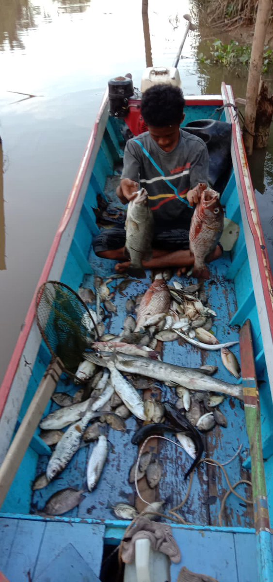 NellyUyey's tweet photo. Kamis (18/11), Nelly Safitri, Luhkan KuTim, di KUB Berkah Sinar Bahari Desa Sangatta Utara, Lapor tangkapan Ikan Kakap Merah 5kg, Ketambak 2kg dan Baronang 3kg, Alat Tangkap Belat, November, harga jual 40rb/kg, 30rb/kg dan 30rb/kg #GiatLuhkanSatminkalTegal #KuTim #Tangkap https://t.co/SXPJVu0638