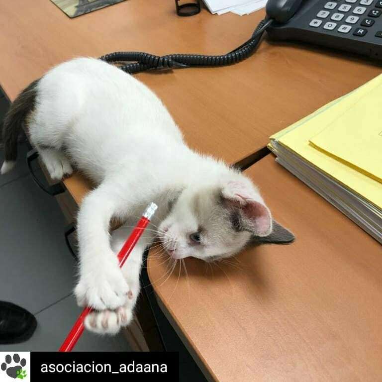 Busca_Regalo's tweet image. Reposted from @asociacion_adaana 🆘 #Néter busca #acogida urgente 🆘
Esta #pequeña ha aparecido en una #comisaría de #policía, donde le han dado cobijo y alimento pero urge encontrarle un #hogar aunque sea temporal. 
Es muy cariñosa y simpática.
Si qui… instagr.am/p/CWaYJ_oo2FQ/