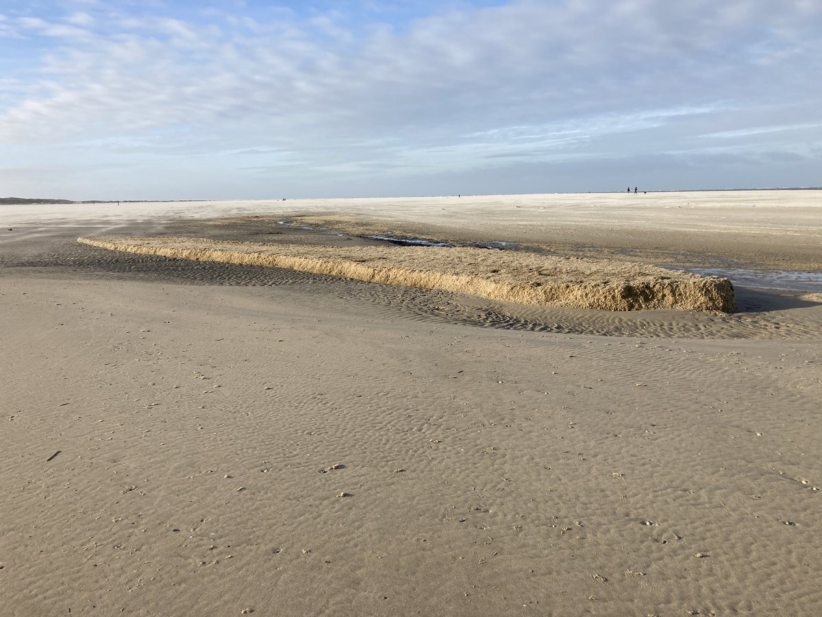 SilvanHoep's tweet photo. Mosdiertjes https://t.co/ABauo3Q8Z4