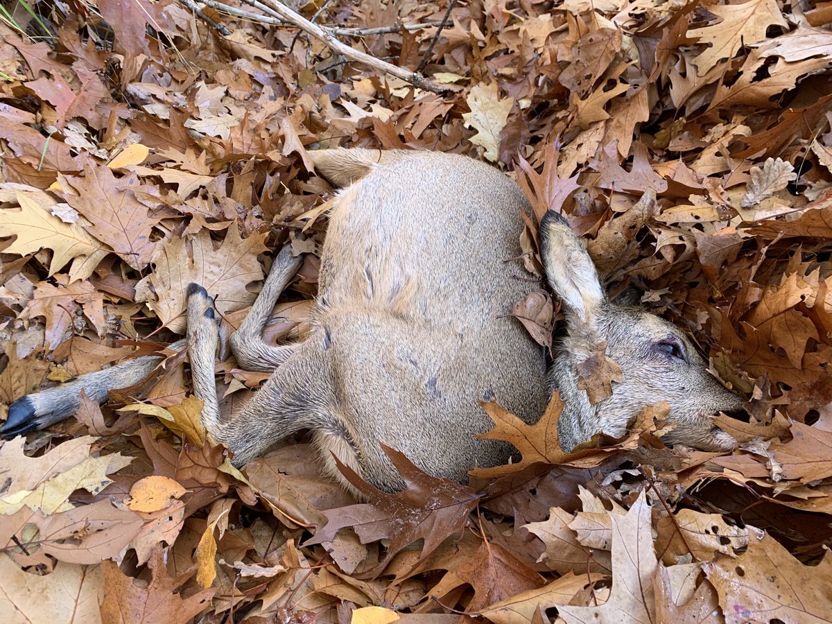 walhog's tweet image. Tijdens m’n rondje hardlopen scheurt een vrachtauto langs het bos en rijdt voor mijn ogen een prachtige jonge ree aan. Beestje buiten bewustzijn maar nog ademend. Snel terug naar huis gerend en terug met de auto maar er was geen redden meer aan #brabantsewal