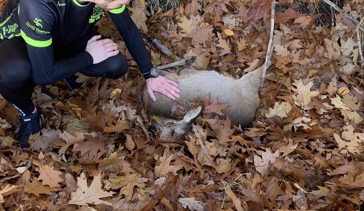 walhog's tweet image. Tijdens m’n rondje hardlopen scheurt een vrachtauto langs het bos en rijdt voor mijn ogen een prachtige jonge ree aan. Beestje buiten bewustzijn maar nog ademend. Snel terug naar huis gerend en terug met de auto maar er was geen redden meer aan #brabantsewal
