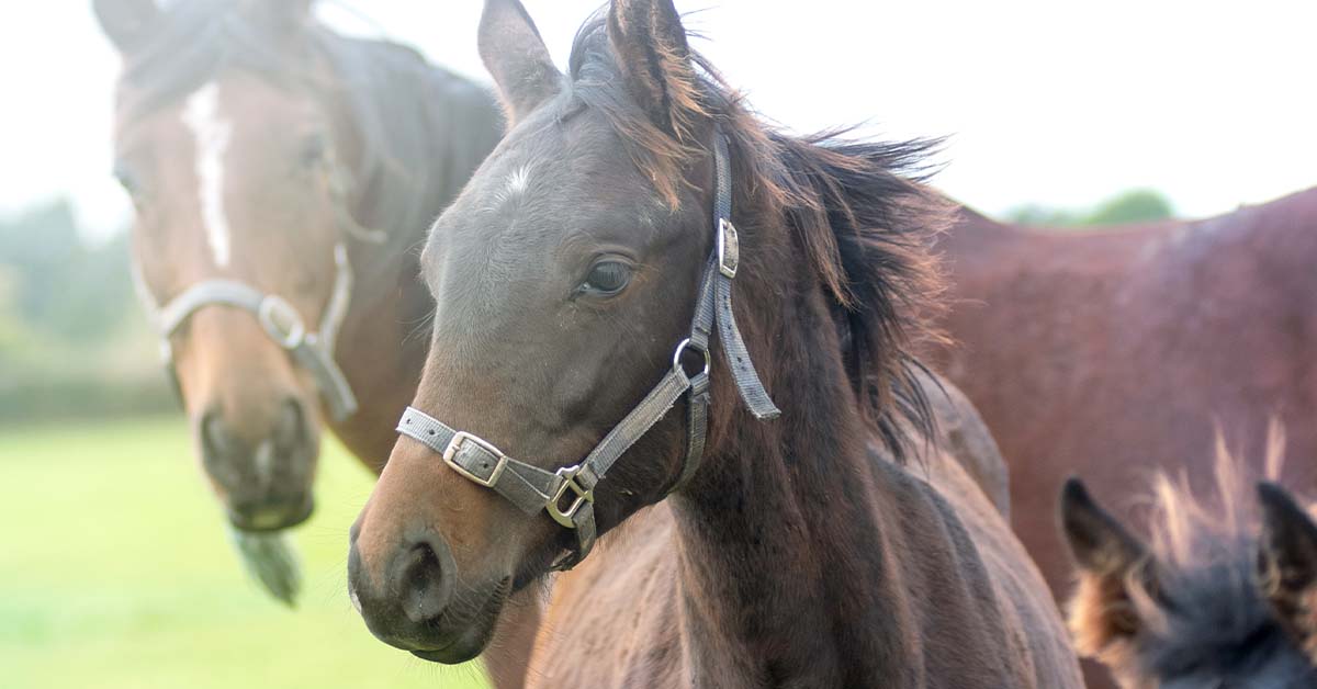 Telenosticltd's tweet photo. Accurate and efficient identification of parasites benefits animals, their owners, veterinarians and agriculture by helping to improve animal health. Our revolutionary point-of-care diagnostic technology, OvaCyte™ is already being used successfully on equine. https://t.co/3TGOtR8svj