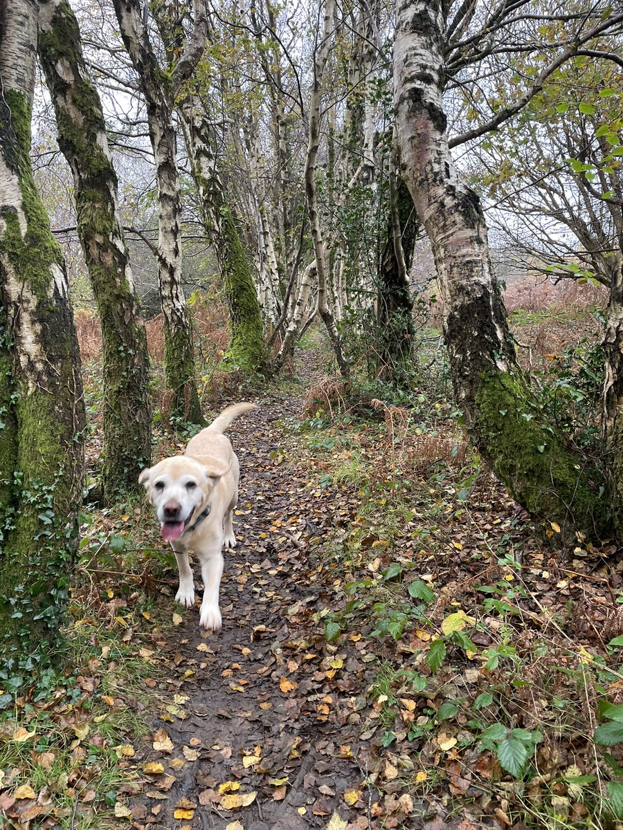 SybiltheLab1's tweet photo. Dad took us on a trail run today. More like a normal walk for me but he seemed to work harder than usual! https://t.co/LD8xX2hVzm