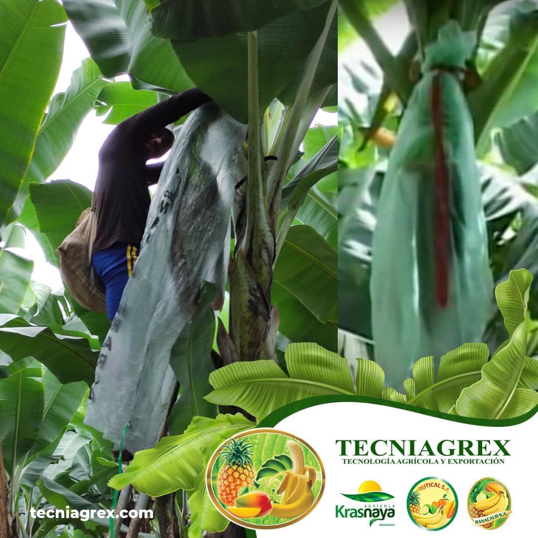 ENCINTAJE
Permite sujetar la funda sobre la parte superior del raquis del banano, se realiza con cintas de colores que identifica la edad de la fruta.

#corporacionblarrion, #banana, #encintaje, #registroedades, #cosecha #Tecniagrex, #Frutical, #Banacalm y #Krasnaya, #Ecuador.