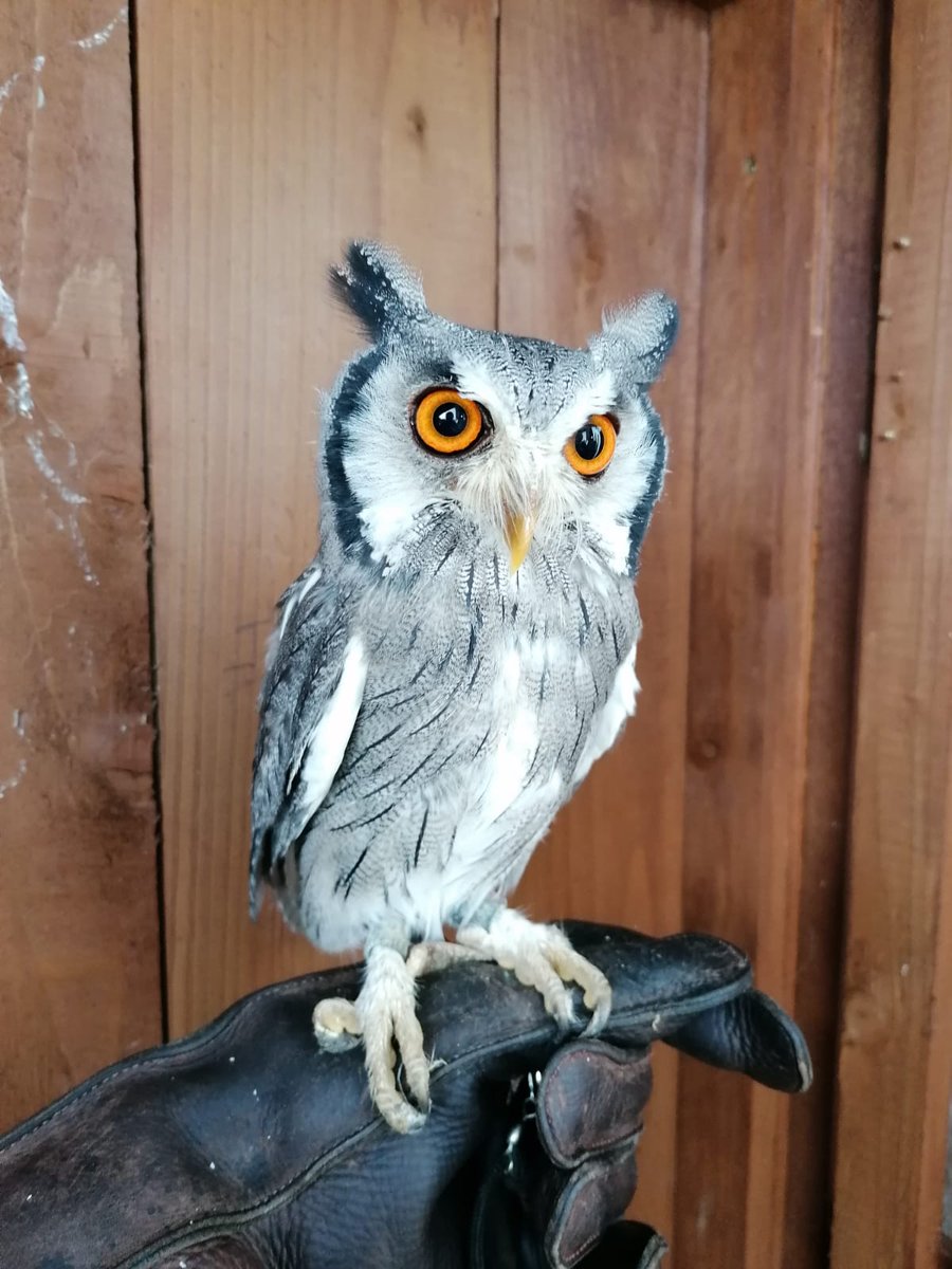 heritageparkwex's tweet photo. An ideal #GiftVoucher for Christmas π¦ #BirdsOfPrey experience! Spend time with Jim our Master Falconer learing about these stunning birds
#Owls #owlsoforigin #Wexford #IrelandsAncientEast
#IrishXmasPresents https://t.co/2gfXCiVSBS ππ https://t.co/m9zkCabSp9