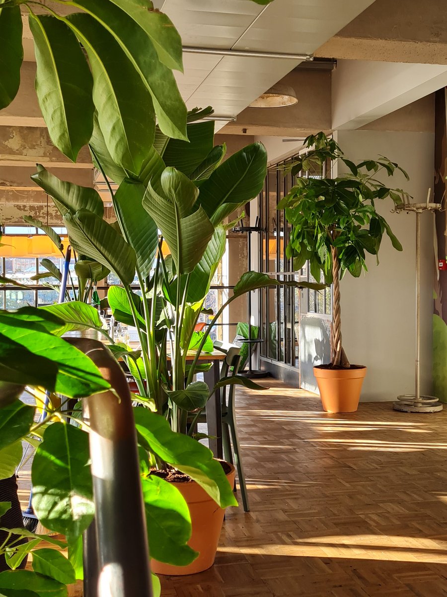 Mooie grote planten bij de Krachtcentrale mogen neerzetten!!