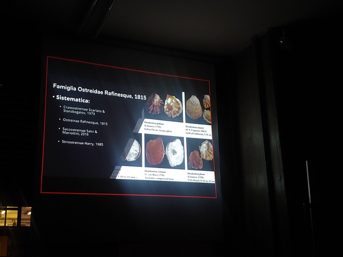 LUnivaq's tweet photo. We started again our lab meetings. @MatteoGarzia2 began with: "Phenotypic plasticity in oysters (Ostreidae Rafinesque, 1815): a historical (and current) problem for the taxonomy and systematic of the group".
#oyster #marinebiology #dnabarcoding #molecularsystematic #DNA https://t.co/cbwvQiHgHH