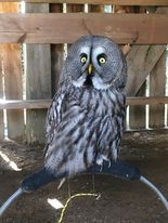 heritageparkwex's tweet photo. An ideal #GiftVoucher for Christmas π¦ #BirdsOfPrey experience! Spend time with Jim our Master Falconer learing about these stunning birds
#Owls #owlsoforigin #Wexford #IrelandsAncientEast
#IrishXmasPresents https://t.co/2gfXCiVSBS ππ https://t.co/m9zkCabSp9