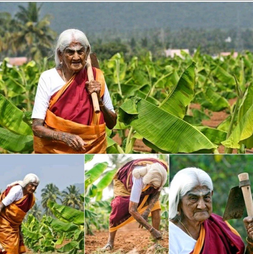 MKG_II_0's tweet photo. #PadmaShri for agriculture at the age of 105.

Here is Coimbatore grandma R Pappammal, an organic farmer getting one of highest civilian honours in 🇮🇳

She owns 2.5-acre farm in her village, &amp; in the past, grew lentils such as horse gram &amp; green gram. https://t.co/nzZ6k9ssnv