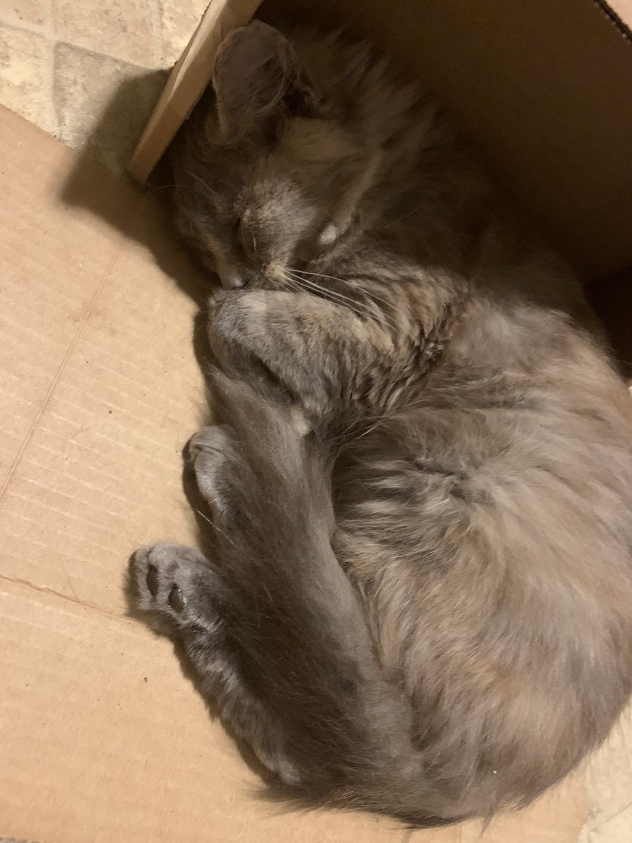 svanstem_cox's tweet photo. @BenniBotanicals received my order yesterday. Well done as usual. I enjoy trying new product and my cats enjoy the box it came in. Win win. Okay he green Nugroz was awesome and I’ll let you know how the red Jongkong works here shortly. Thank you so much! https://t.co/d71f3wNNUS
